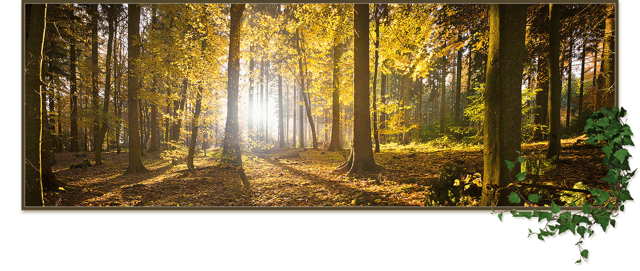 Sonntenuntergang im Wald
